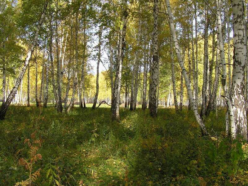 Берёзовая осень.. березы лес осень роща