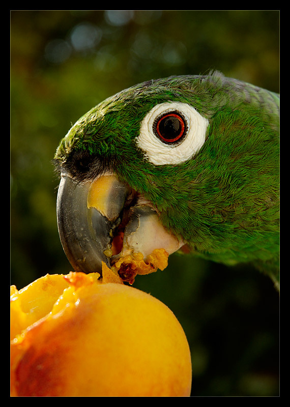 Parrot попугай