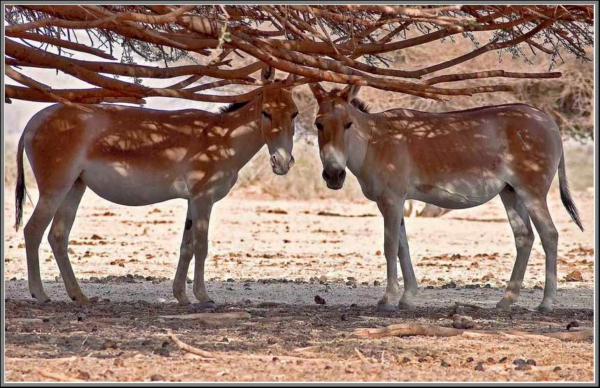 Сомалийские ослики в заповеднике \"Хай Бар\" (Eilat, Israel) Israel natural neservations wild animals