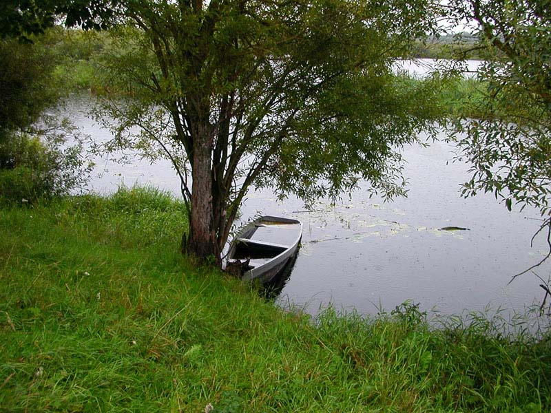 Сезон дождей. Река Луга в момент летнего разлива дождь, река