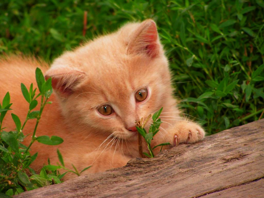 Котик котик