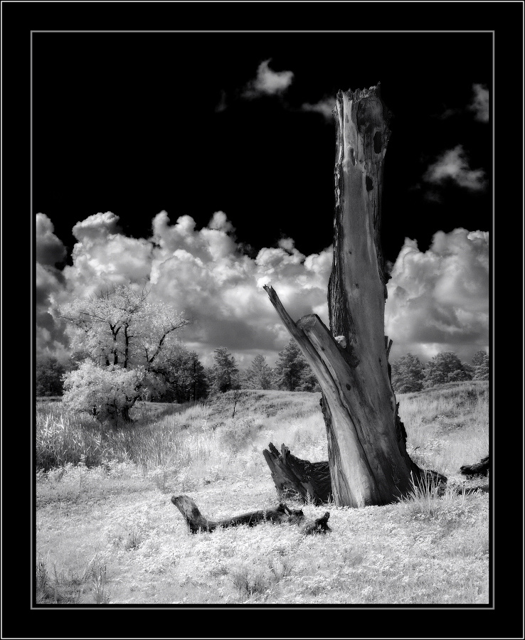 жизнь ..... ик природа