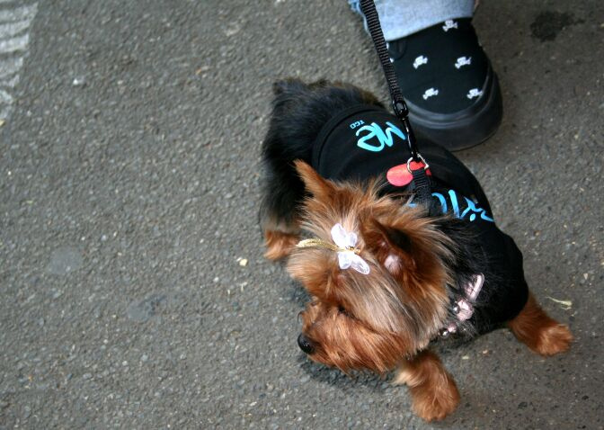 Fashion dog собака
