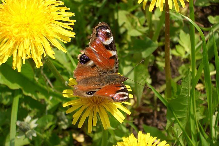 Butterfly Бабочка