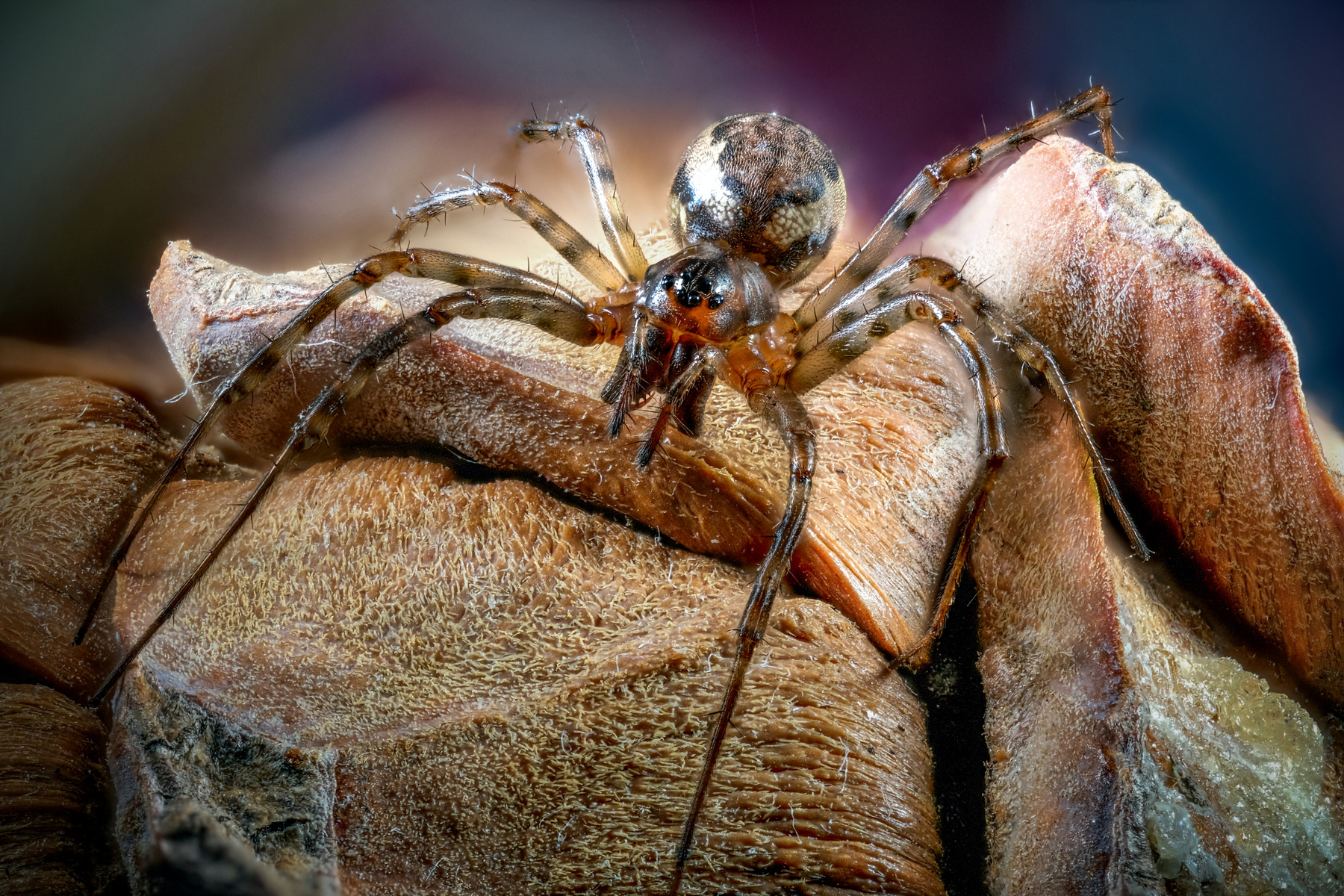 *** Паук spider Wolf spiders