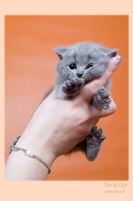 Снимите меня отсюдаааа!! ...пчик... Да не фотоаппаратом...!!! котенок британский голубой