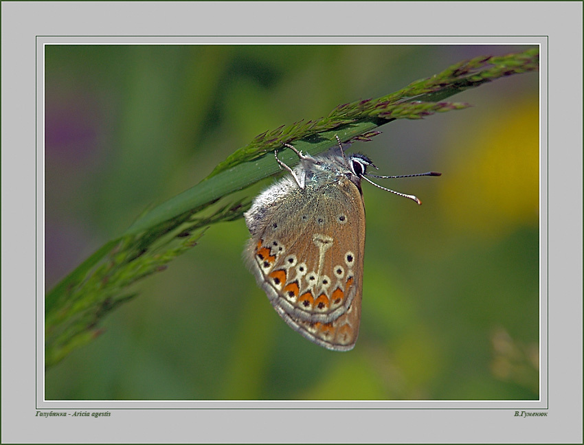 Голубянка Aricia eumedon, она же Eumedonia eumedon, она же Papilio eumedon, она же Papilio chiron, она же Голубянка Эвмедон (В общем - РЕЦИДИВИСТКА)  Бабочка Голубянка бурая Aricia agestisAricia eumedon (Esper, [1780]), оно же Eumedonia eumedon (Esper, 1780), оно же Papilio eumedon Esper, [1780], оно же Papilio chiron Rottenburg, 1775, оно же Голубянка Эвмедон,