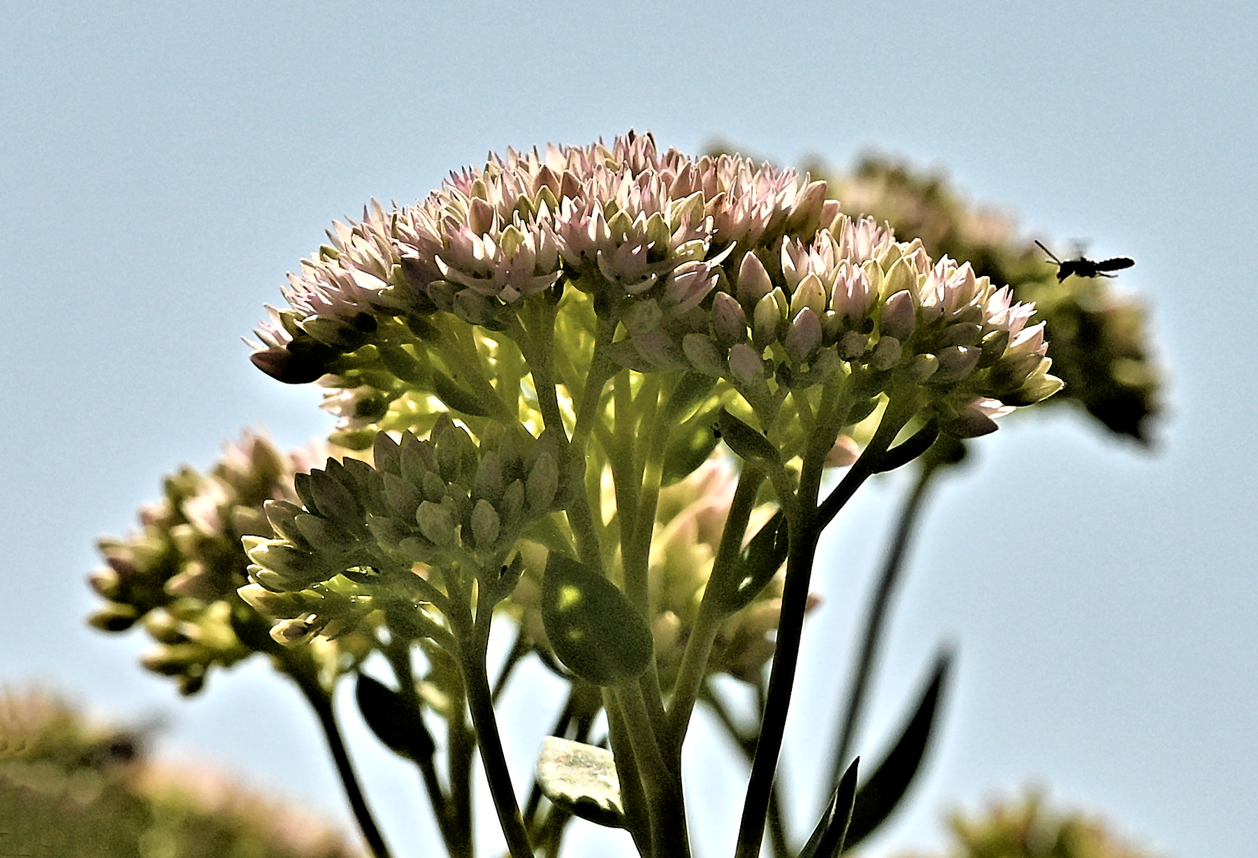 wild bee 