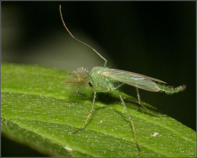 Комар-звонец — Хирономида (Chironomidae) Комар-звонец Хирономида Chironomidae