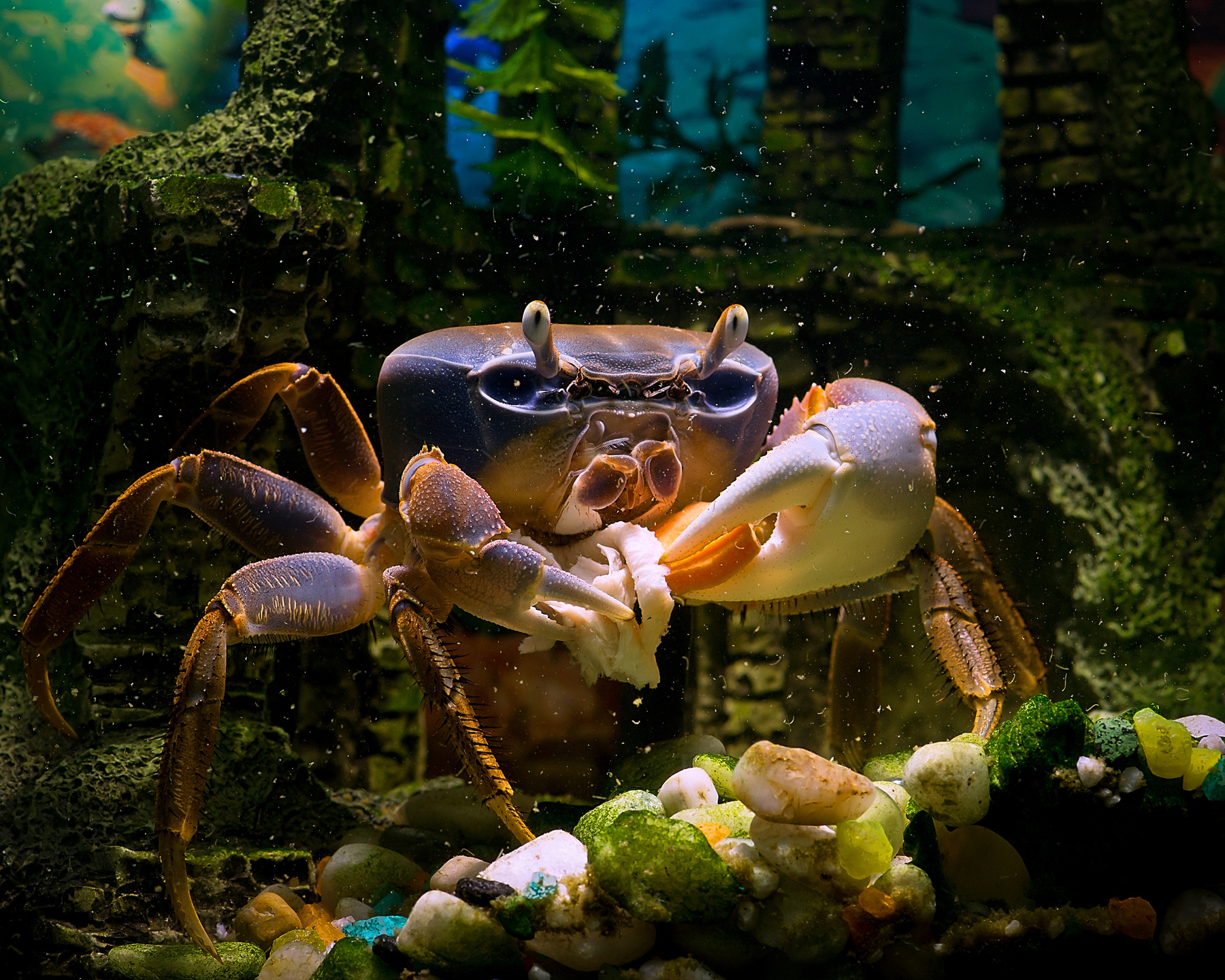 Bon appetit краб, аквариум