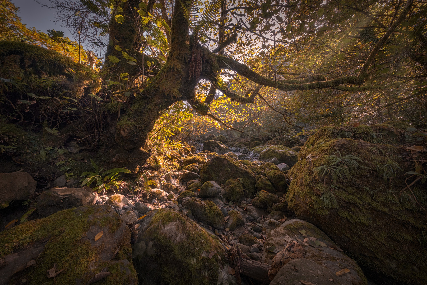 Autumn In Chakvistskali River Valley сhakvistskali valley autumn fall tree plants rocks stones moss nature landscape scenery travel outdoors georgia adjara sakartvelo chizh