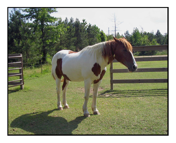 Palomino 