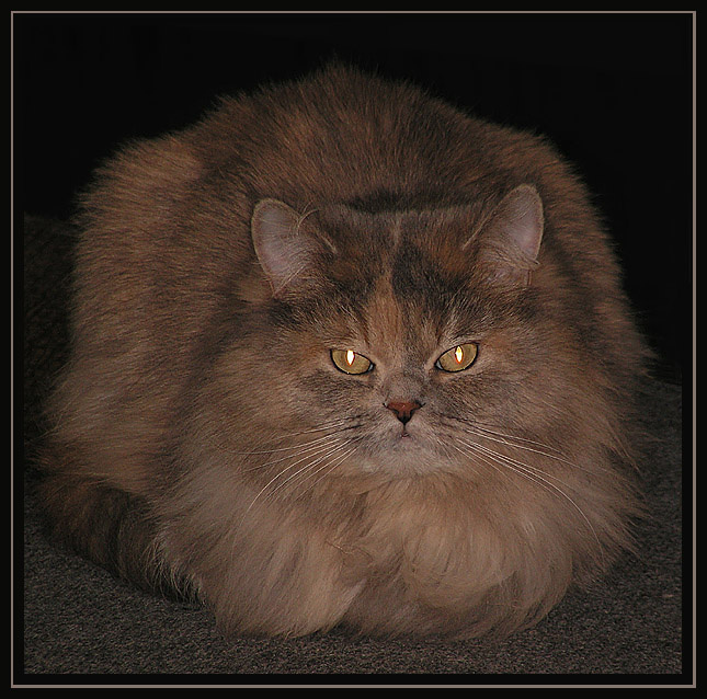 Взгляд кошка