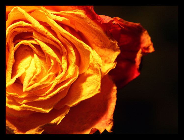 orange again опять что-то оранжевое