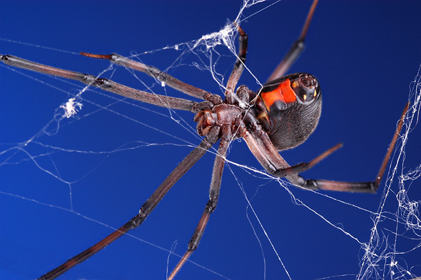 Black Widow 
