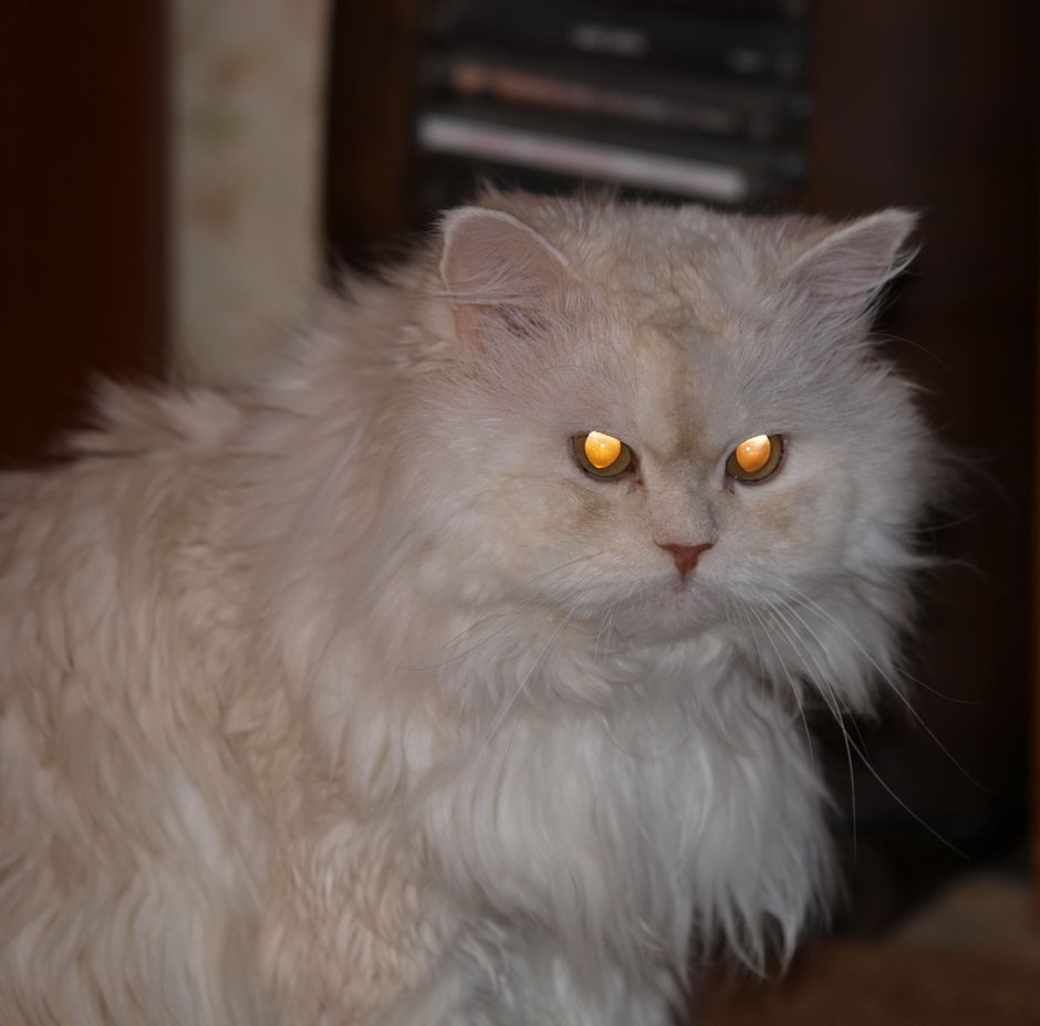 Огнеглазый кот огонь кот перс леон белый