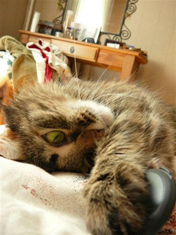 Игруффка) кошка