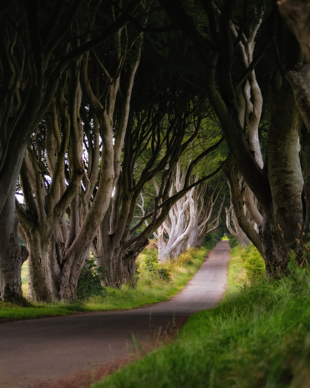 ...mysterious alley... ireland northern gb uk nature outdoors scenic the dark hedges landscape alley mysterious fairy tail trees road trail picturesque awesome spectacular dramatic europe