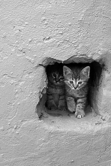 кошкин дом котята котенок дом кошка стена окошко пара вдвоем