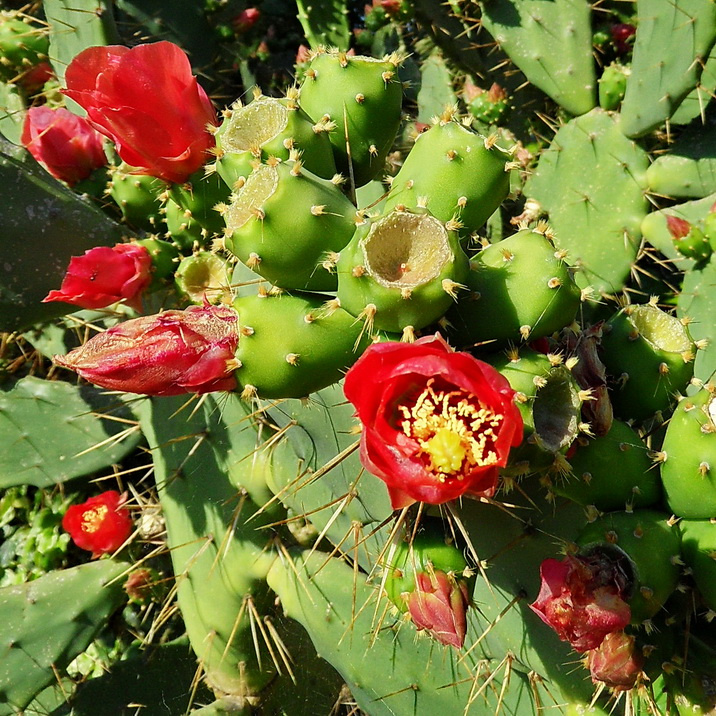 opuntia 