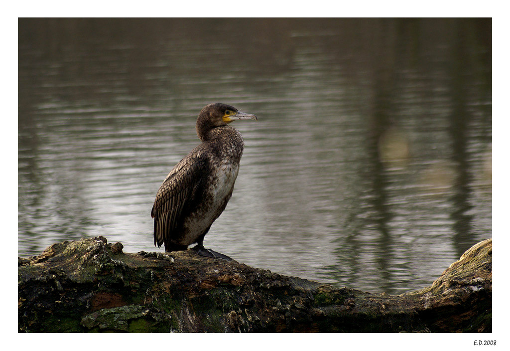 Баклан слово не обзывательное Баклан Phalacrocorax carbo