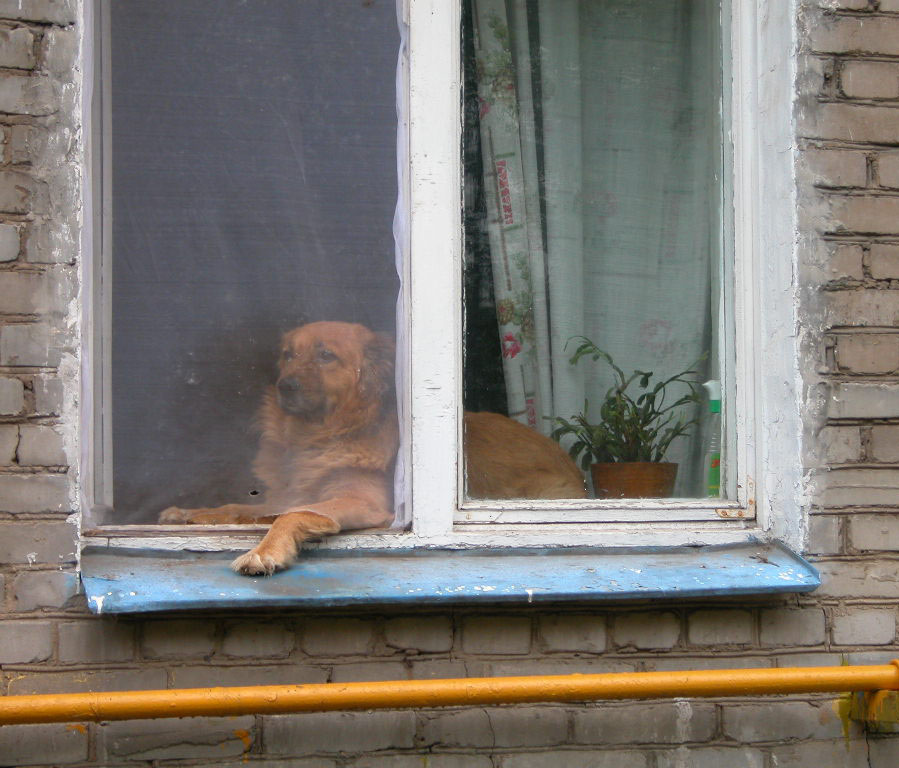 ** пес