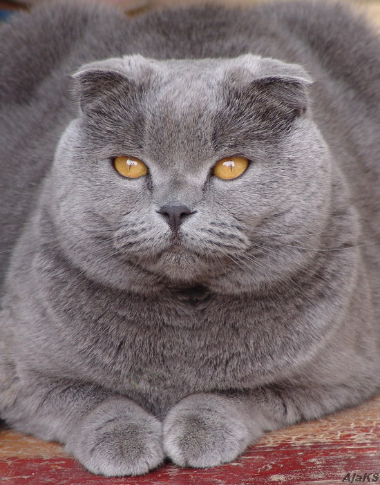 Плюшка кошка