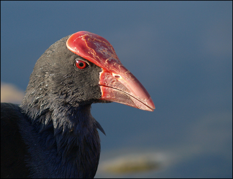 Porphyrio porphyrio Porphyrio purple swamphen
