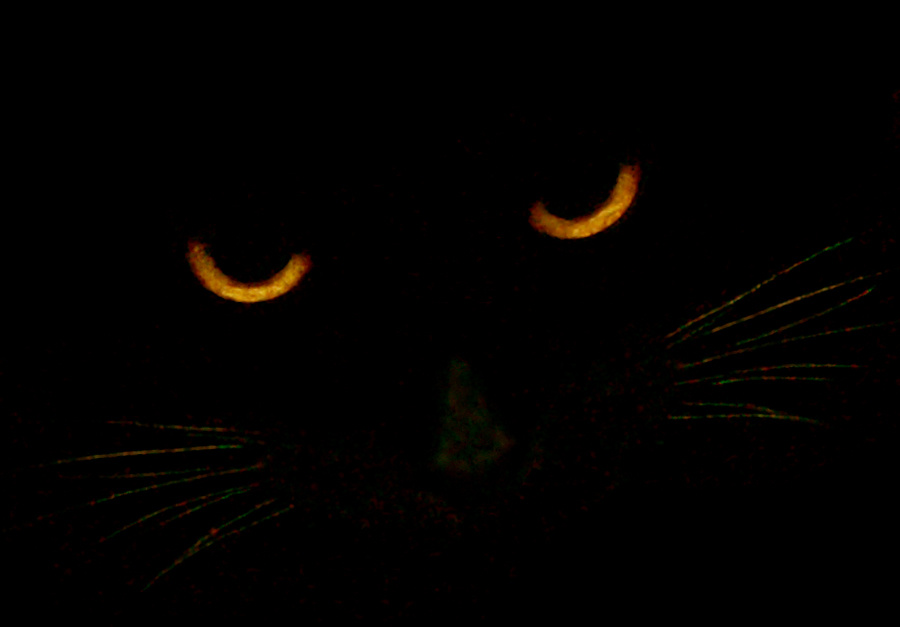 Я тоже хищник кот