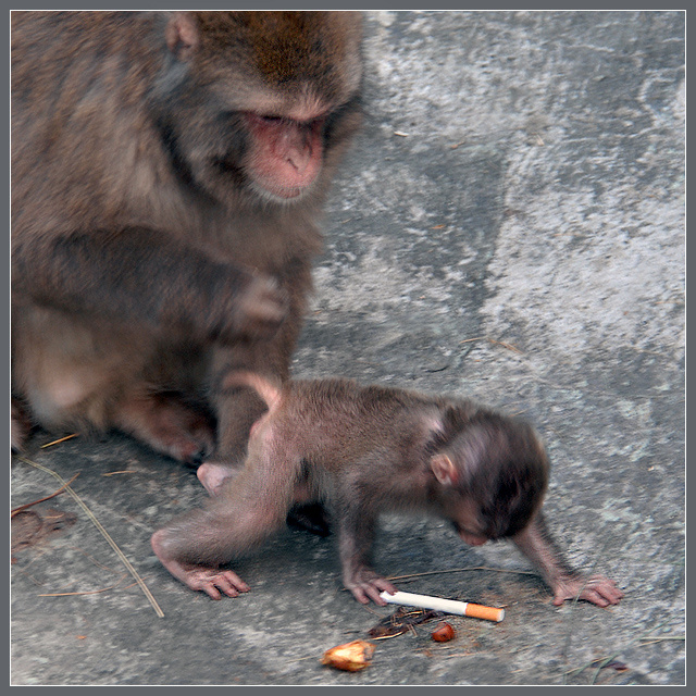 Не вздумай пробовать! японский макак Macaca fuscata