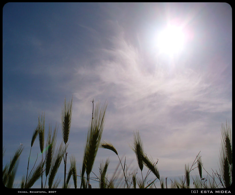 Field Memories поле, колоски, севастополь
