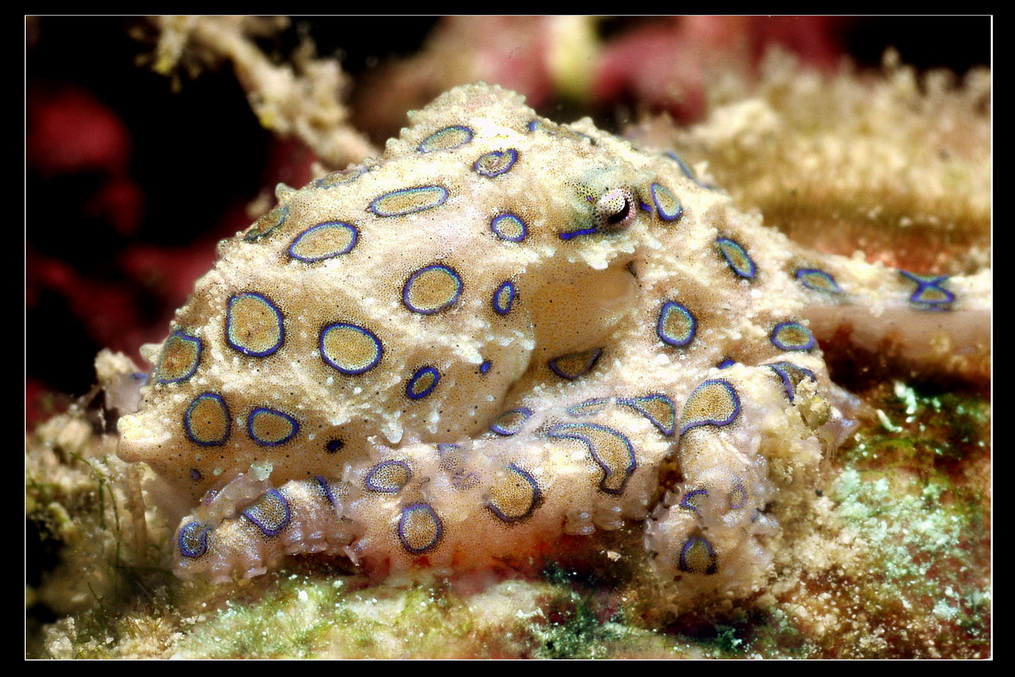 Blue-ring octopus 