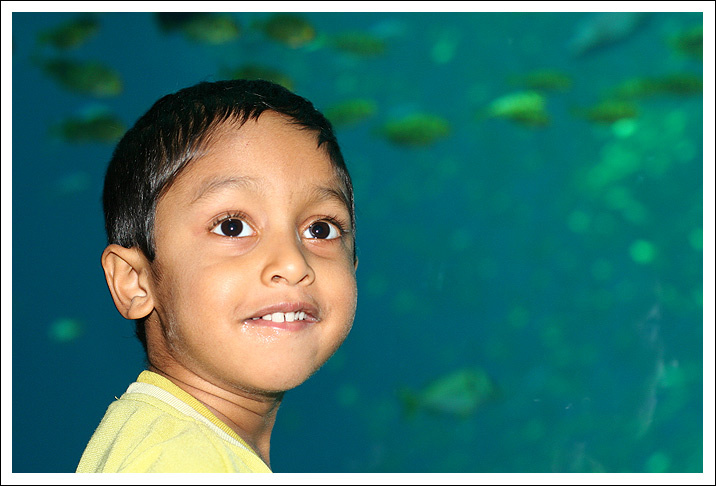 Dream Georgia Aquarium Atlanta