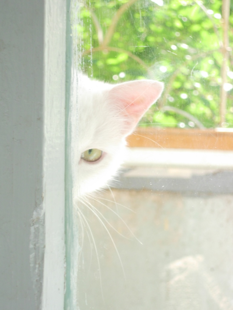 охотница кот кошка