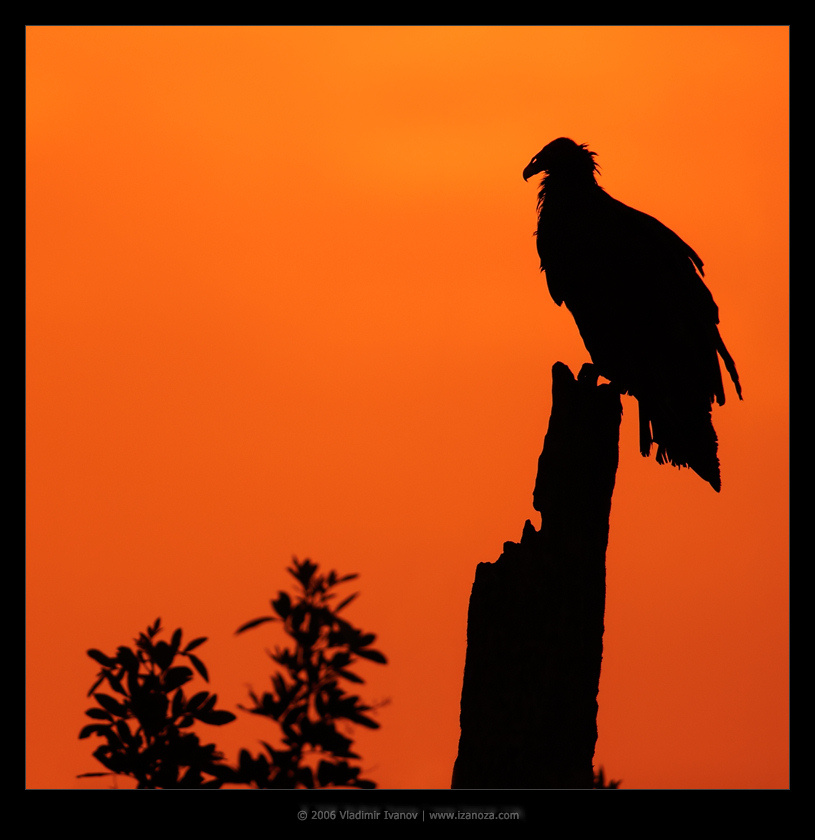 Оранжевое настроение гриф индейка turkey vulture Florida US