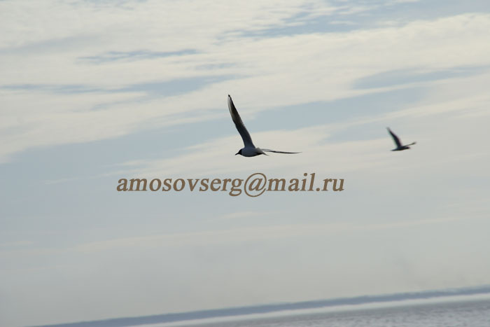 природа природа