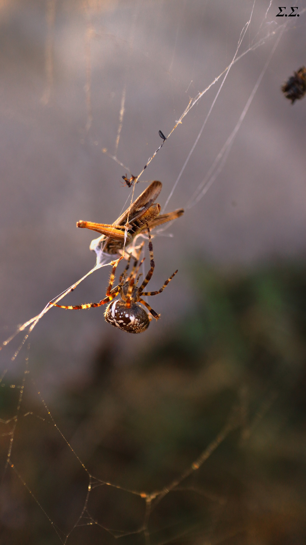 THE BLACK SPIDER PACKAGES THE GREEN GRASSHOPPER 