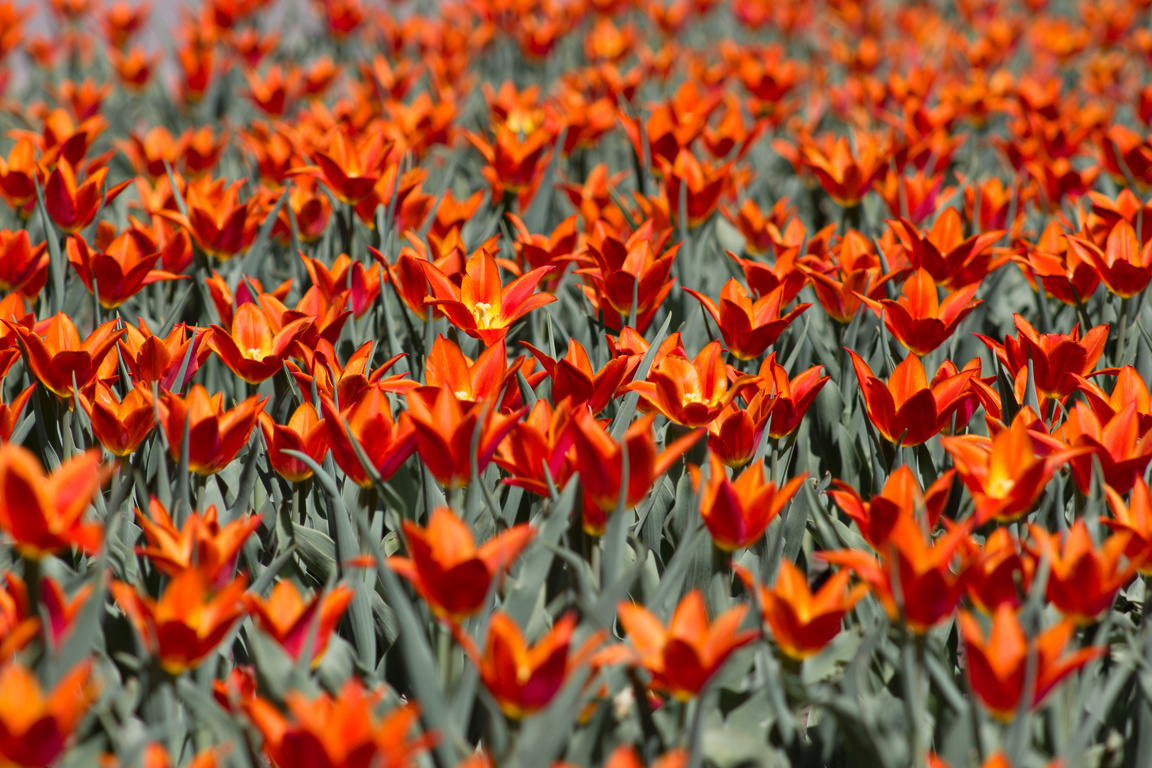 Tulips тюльпаны, tulips