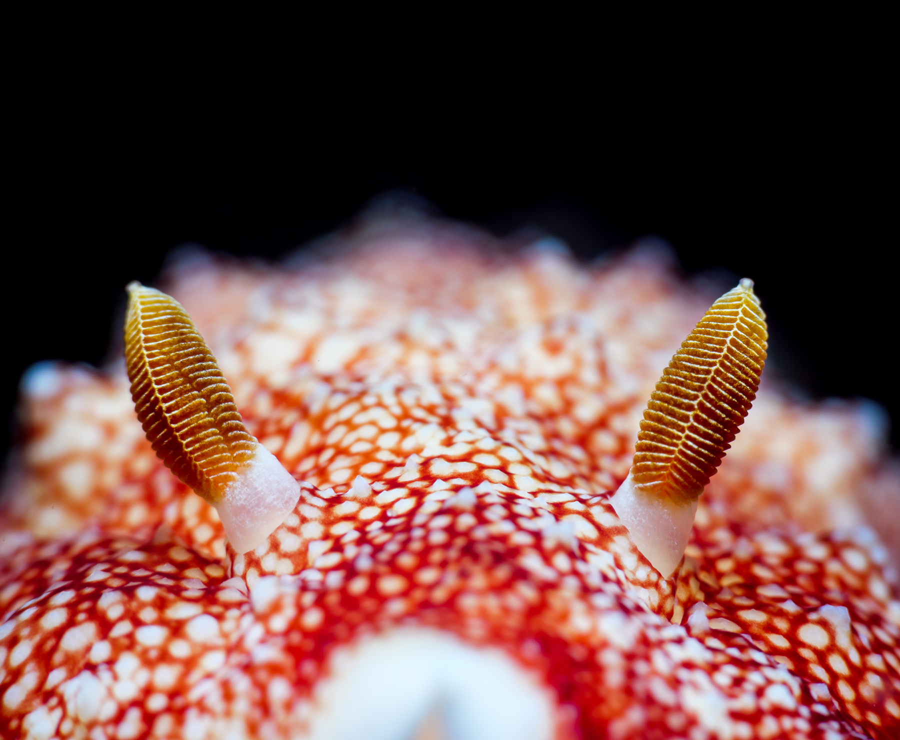 Ринофоры нудик вода природа море океан моллюск дайвинг фауна wildlife photography sea underwater diving ocean глубина подводный под водой синева кораллы риф подводная фотография сноркелинг тропики погружение дайвер