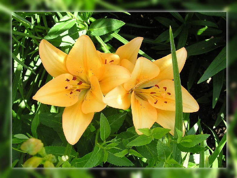 Lilium лилия