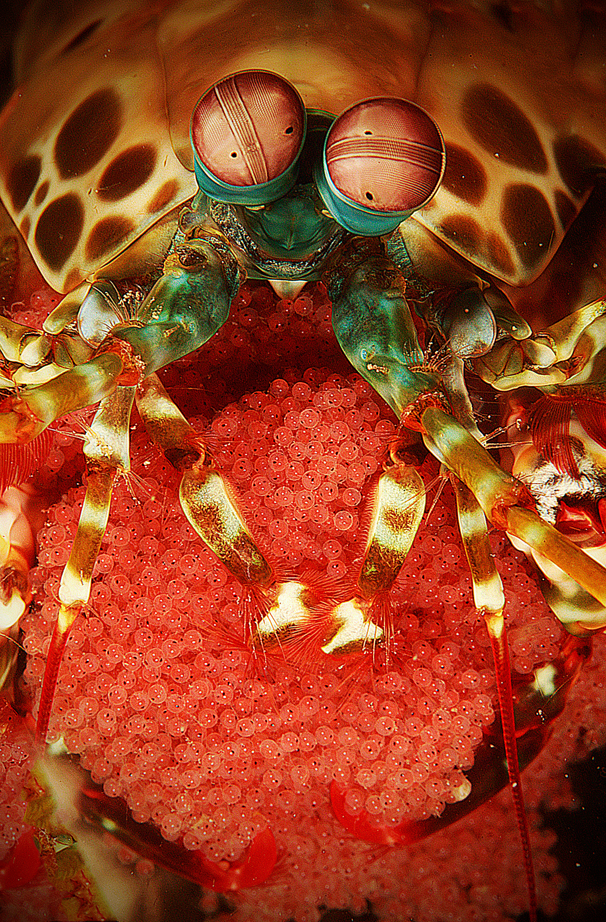 Manthis shrimp with eggs underwater photography