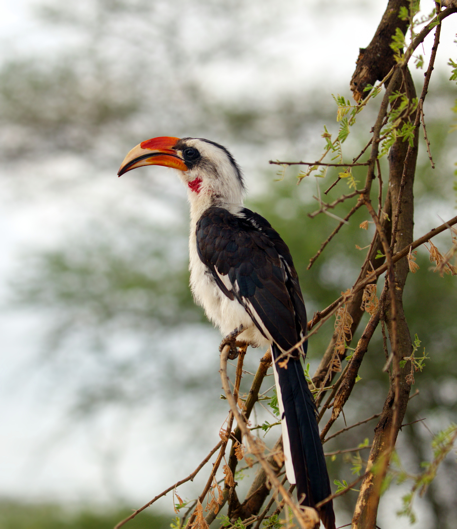 Взляд в даль) птицы наблюдение Африка Serengeti