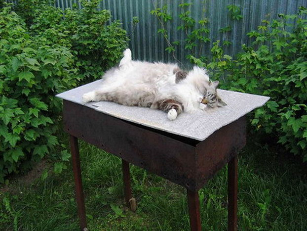 Жак на мангале. кот,мангал,дача,природа