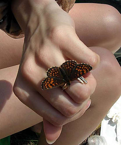 Ring flower Ring, Butterfly, Spring, Beauty