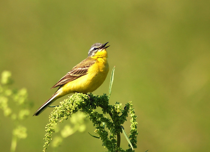 Желтая Трясогуска птица bird