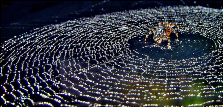 A la SWAROVSKI 