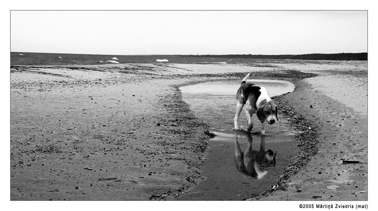 Drinking salt water dog water