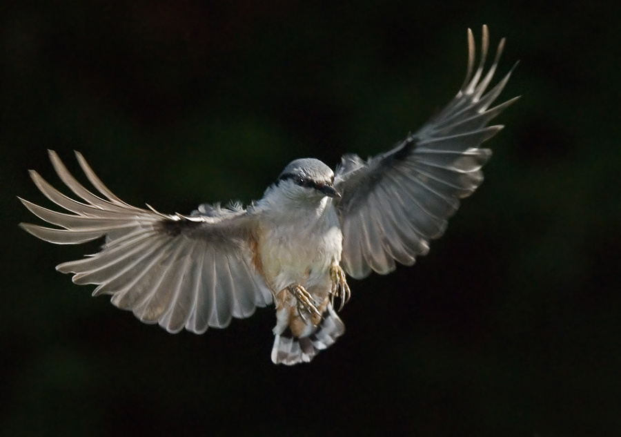 Рожденный ползать поползень, Nuthatch, Sitta europea, полет