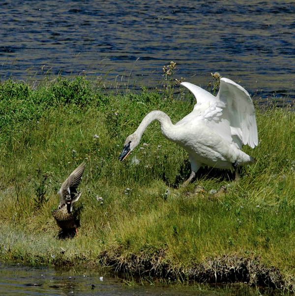 Кыш! Лебедь-трубач, Cygnus buccinator,Trumpeter Swan, Yellowstone National Park