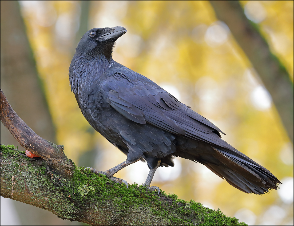 Чёрный ворон ворон Corvus corax